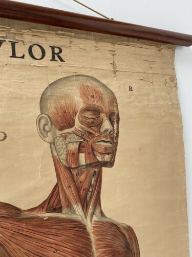 Original Vintage Antique Swedish Anatomical Medical Wall Hanging /1360