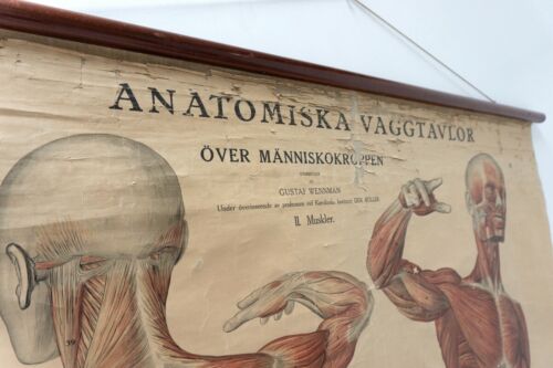 Original Vintage Antique Swedish Anatomical Medical Wall Hanging /1360