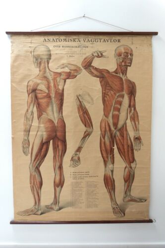 Original Vintage Antique Swedish Anatomical Medical Wall Hanging /1360